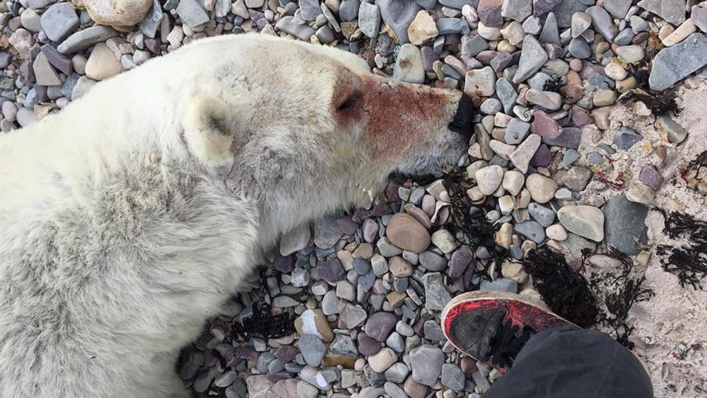 Blood on nose of polar bear that will shot dead by a camper in Arctic Bay, Nu.
