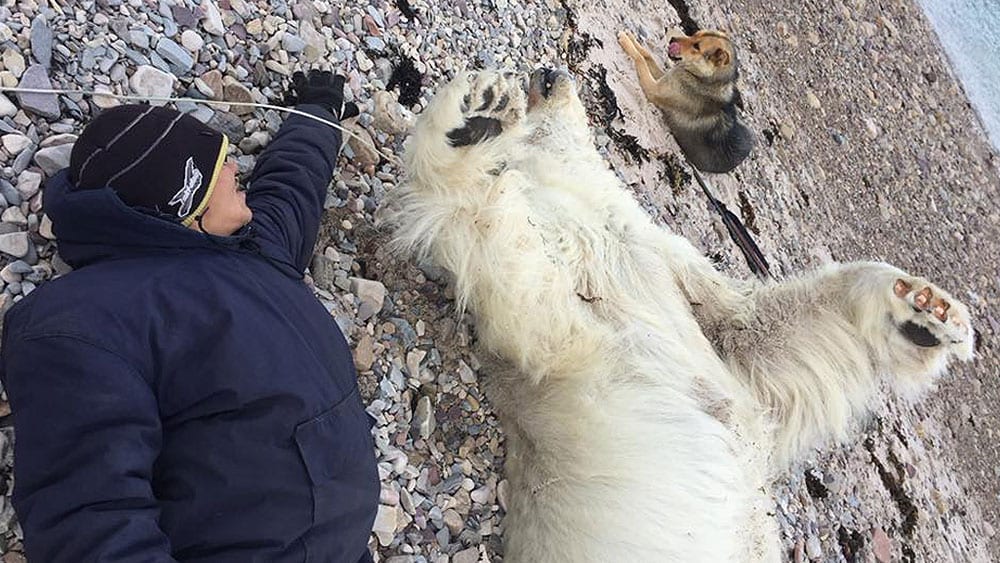 Issiah Oyukuluk lies next to the young polar bear he killed Sept. 2, 2018.