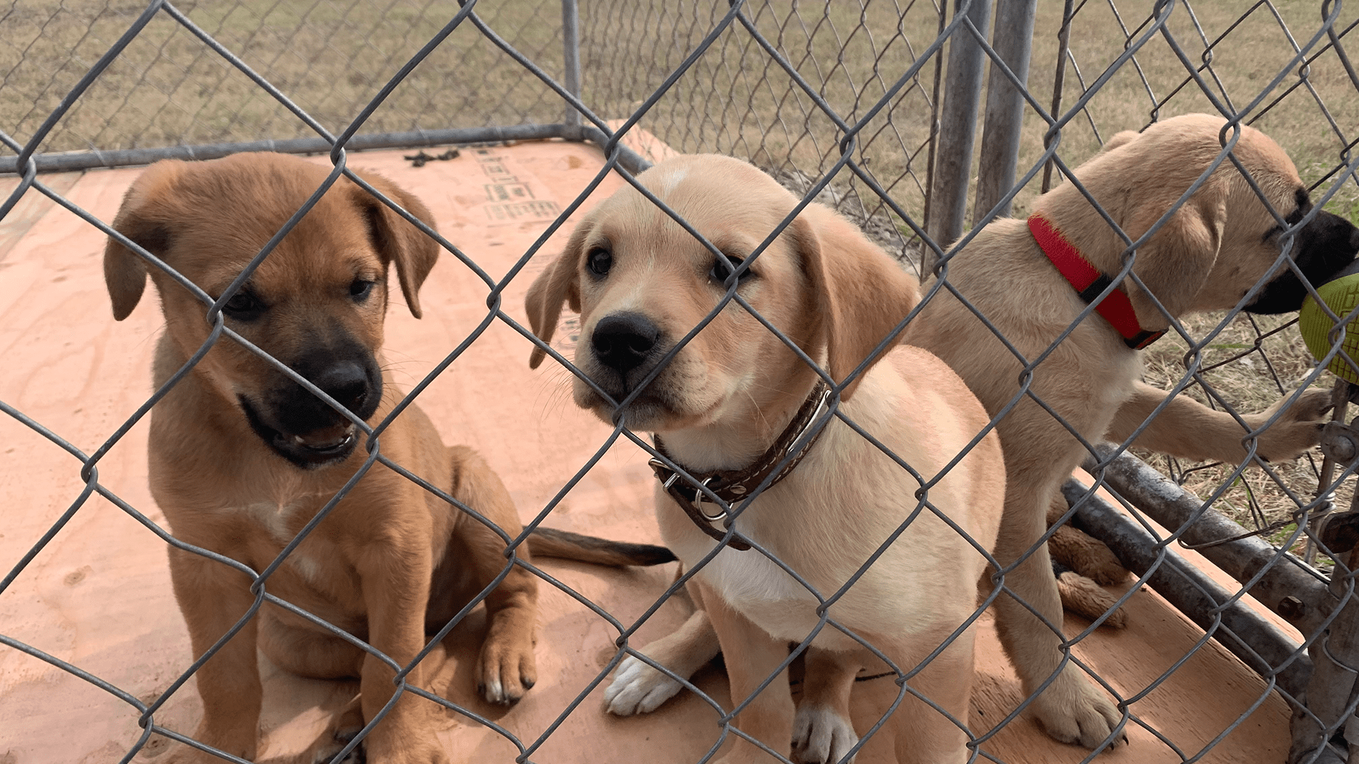 The rescue of Rez dogs: The good the bad and the ugly APTN News