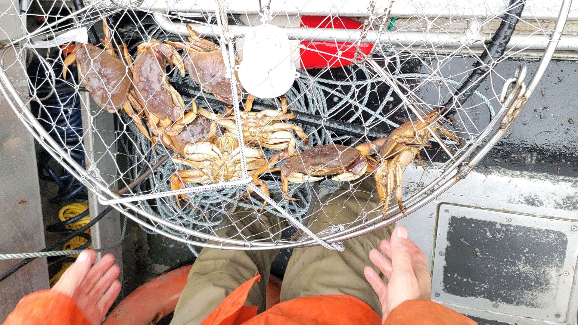 Wareham Department of Natural Resources - MASS DMF PROHIBITS TRAP FISHING  FOR BLUE CRABS The Division of Marine Fisheries has filed new regulations  to prohibit fishing with trap gear for blue crabs