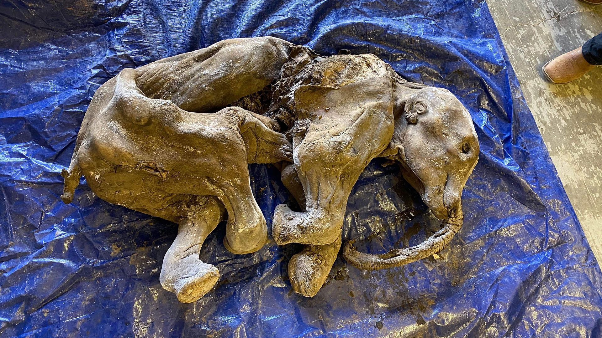 Placer miners discover woolly mammoth calf in Yukon