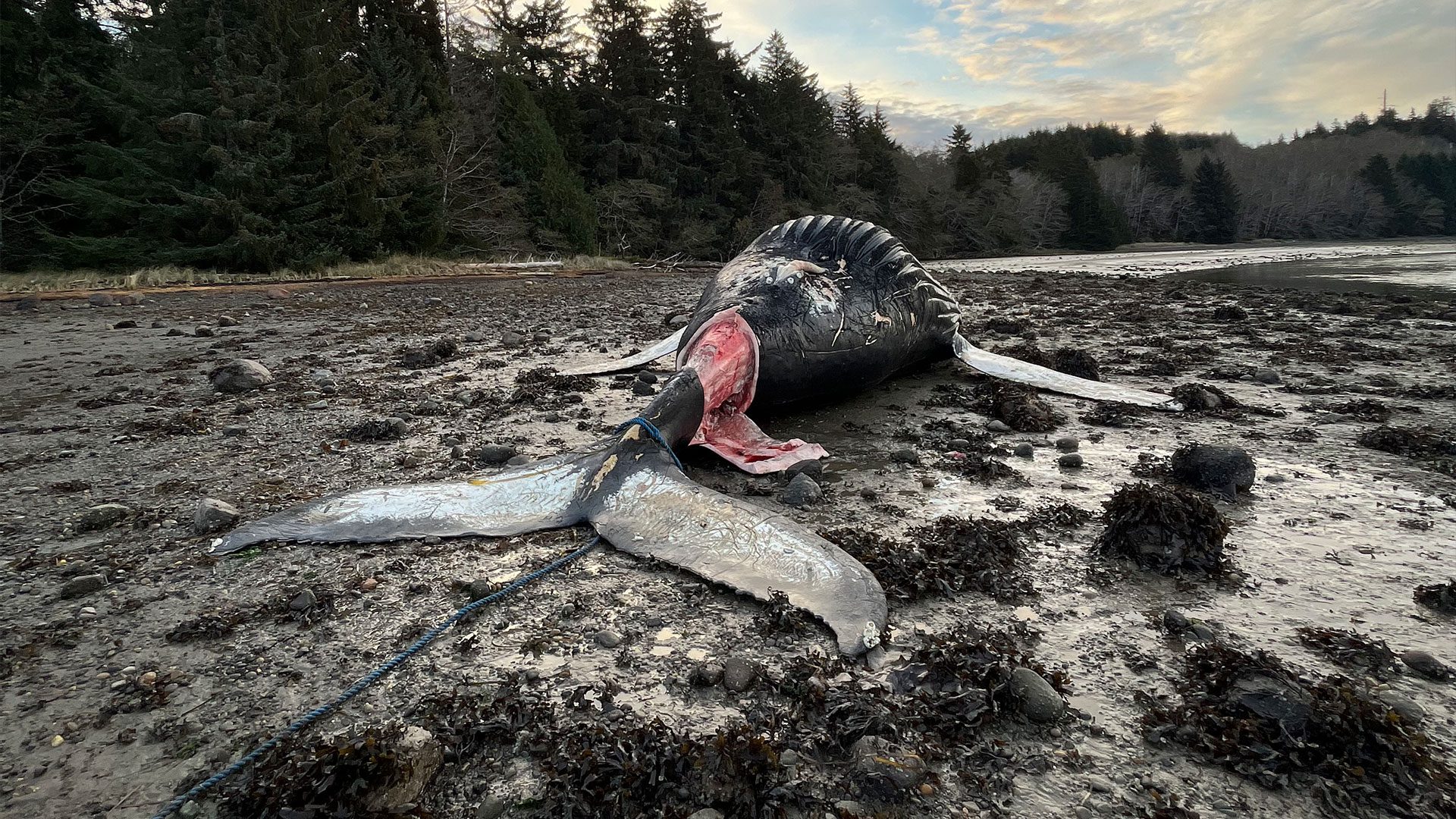 Dead Humpback Whale On B.C. Coast Stumps Scientists