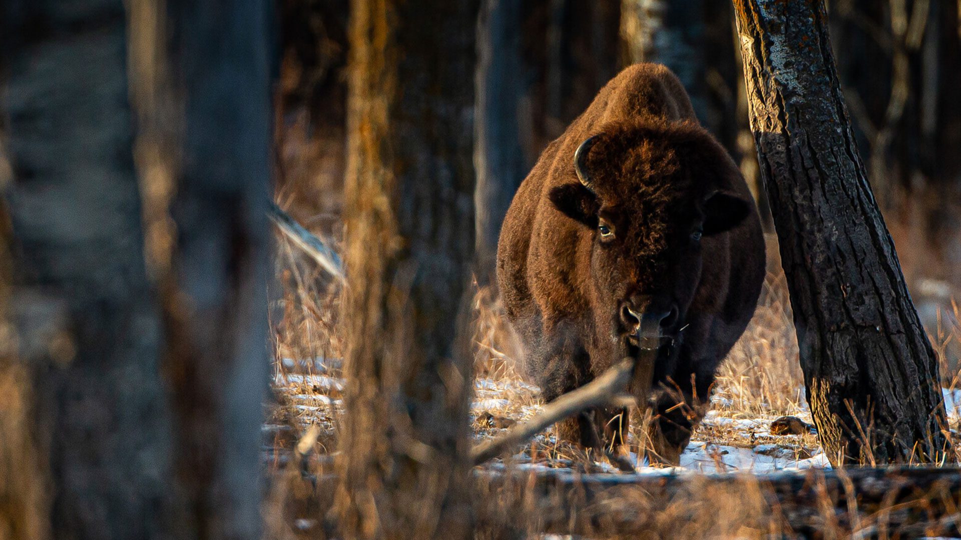 Translocation of Elk Island National Park Bison 